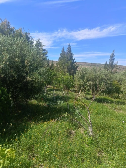 Vente Terrain Agricole Aïn Témouchent Ain kihal