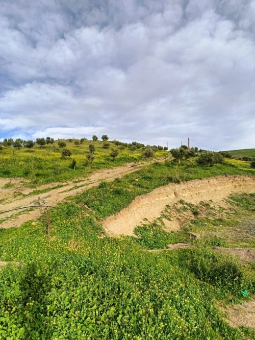 Vente Terrain Agricole Aïn Témouchent Ain kihal