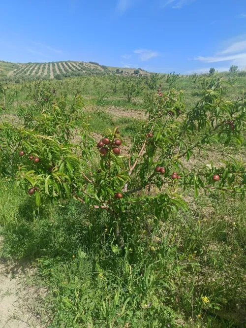 Vente Terrain Agricole Aïn Témouchent Ain kihal