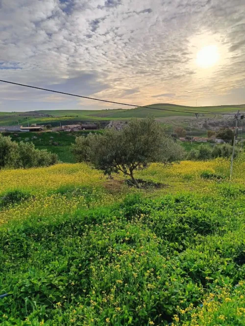 Vente Terrain Agricole Aïn Témouchent Ain kihal