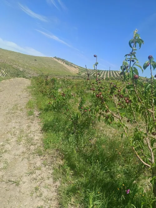 Vente Terrain Agricole Aïn Témouchent Ain kihal