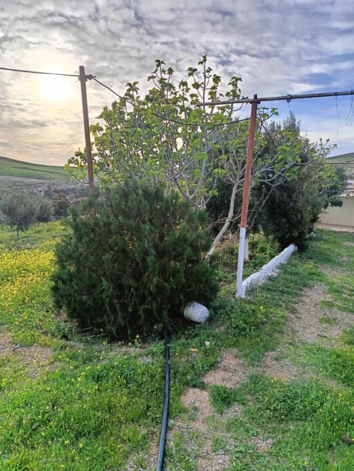 Vente Terrain Agricole Aïn Témouchent Ain kihal