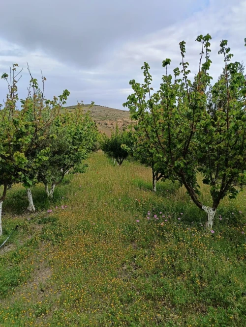 Vente Terrain Agricole Aïn Témouchent Ain kihal