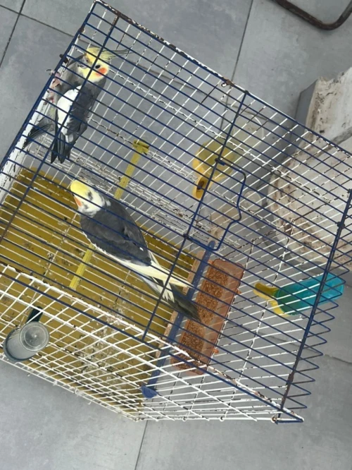 Oiseau