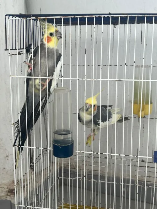 Oiseau