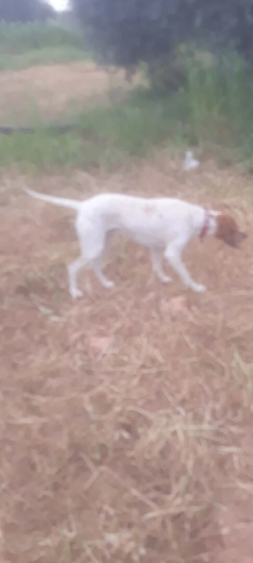 Chien pointeur anglai et braque francais