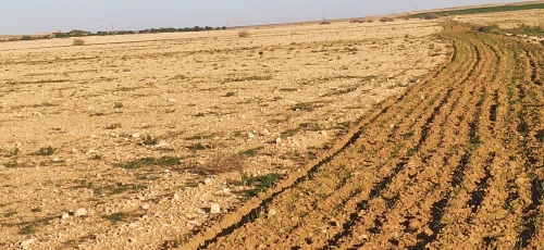 Vente Terrain Agricole Djelfa Benhar