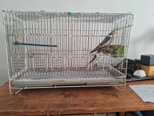 Calopsite a 3500da seul et a 4500da avec cage spacieuse 
