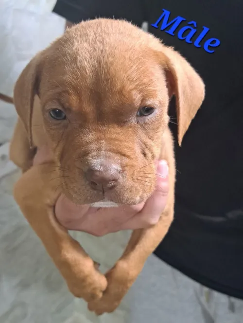 Pitbull 