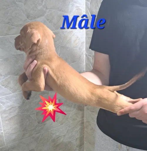 Pitbull 