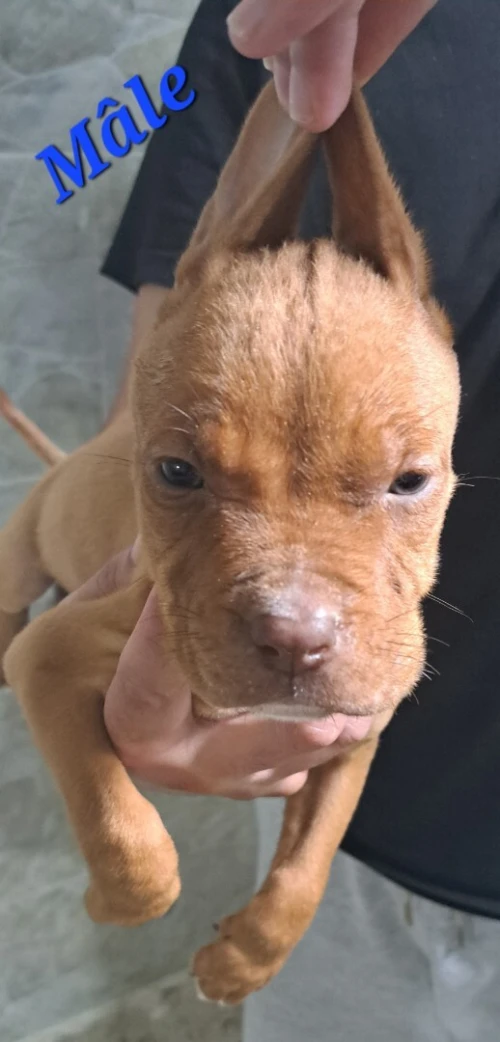 Pitbull 