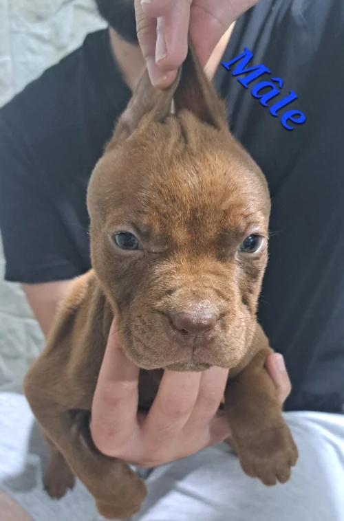 Pitbull 