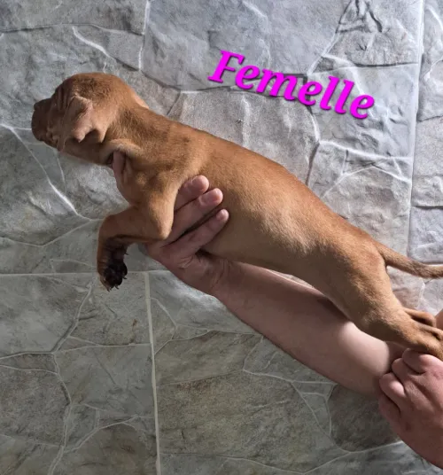 Pitbull 