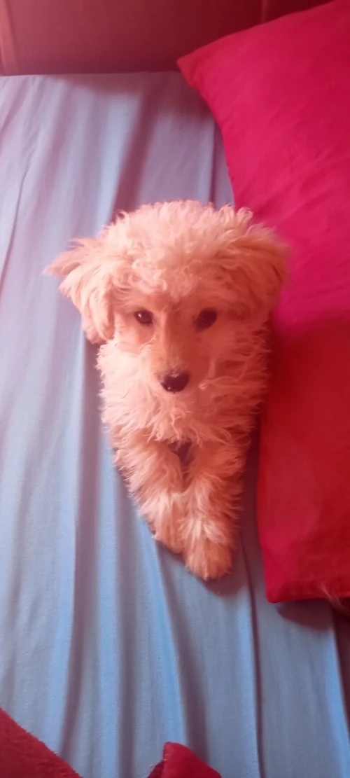 Petite caniche Bichone