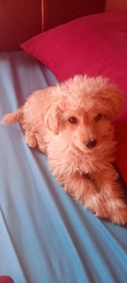 Petite caniche Bichone