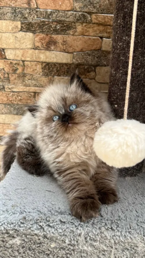 Chat persan Scottish fold British قط قطط