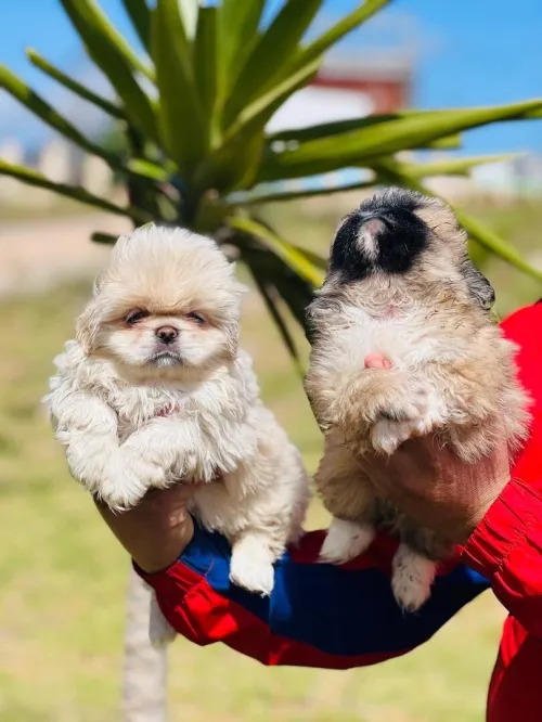  Chien caniche Pékinois بيكنوا 