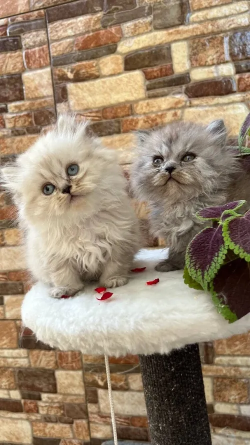 Chat persan Scottish fold British قط قطط