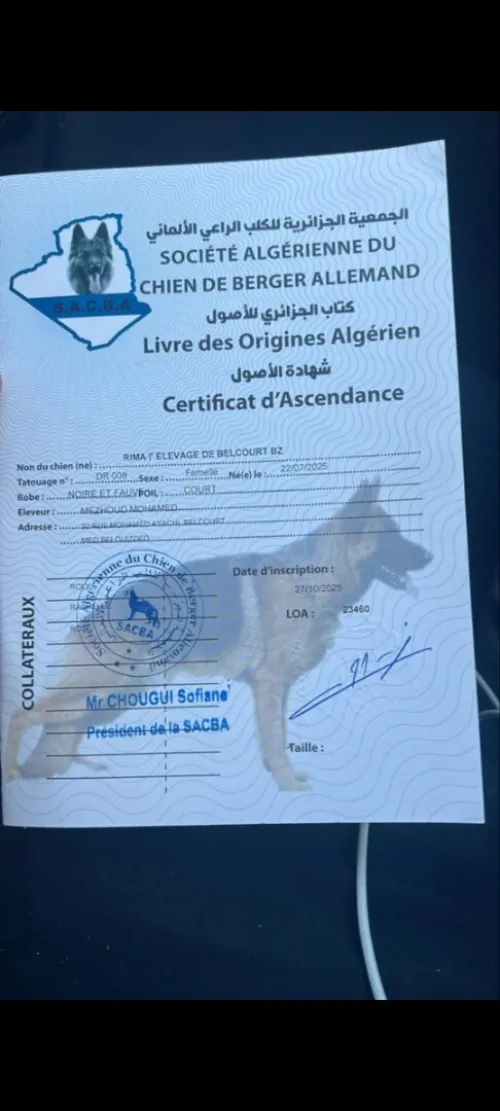 Chienne berger allemand