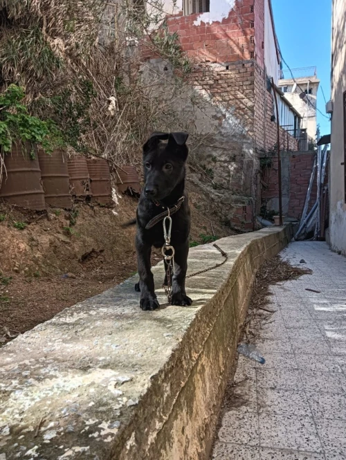 Malinois bleu mexicain