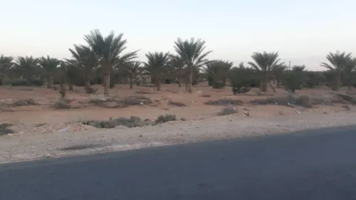 Vente Terrain Agricole Ouled Djellal Ouled Djellal