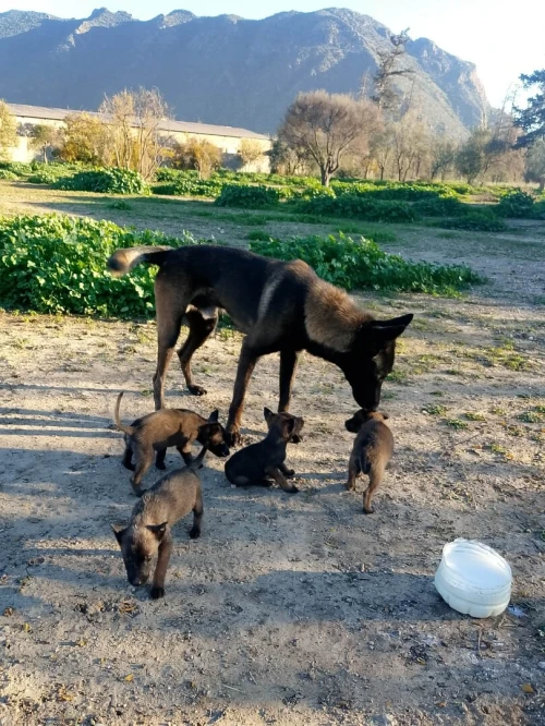 Chiot malinois