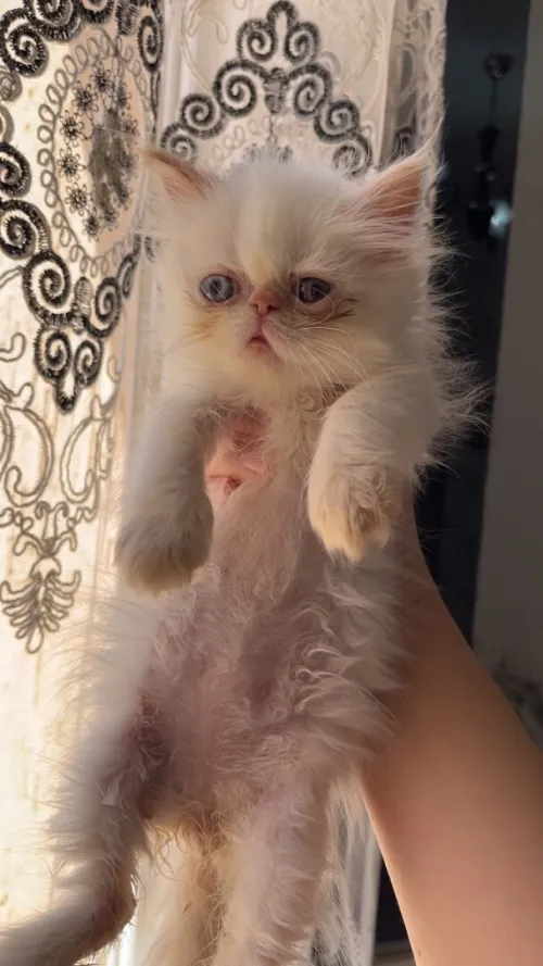 Persan male peke face 