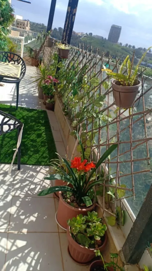 Vente Appartement F3 Alger Dely brahim