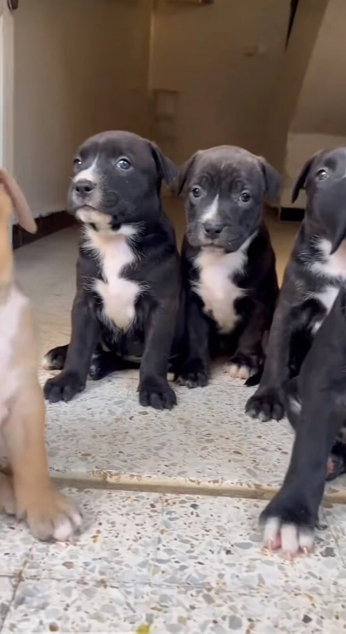 pitbull pure race