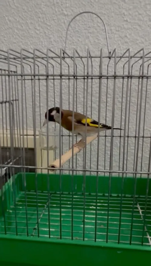 Chardonneret maknin femelle