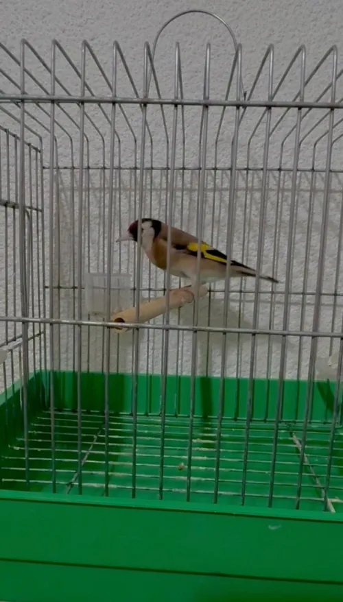 Chardonneret maknin femelle
