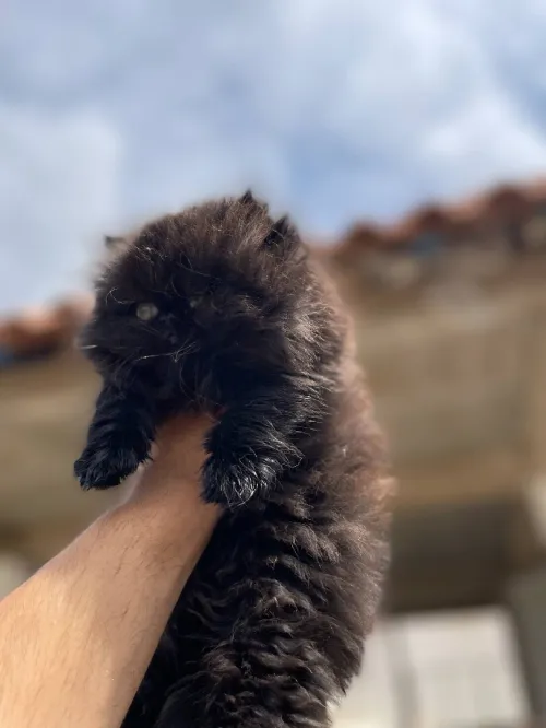 Chat persant bon prix