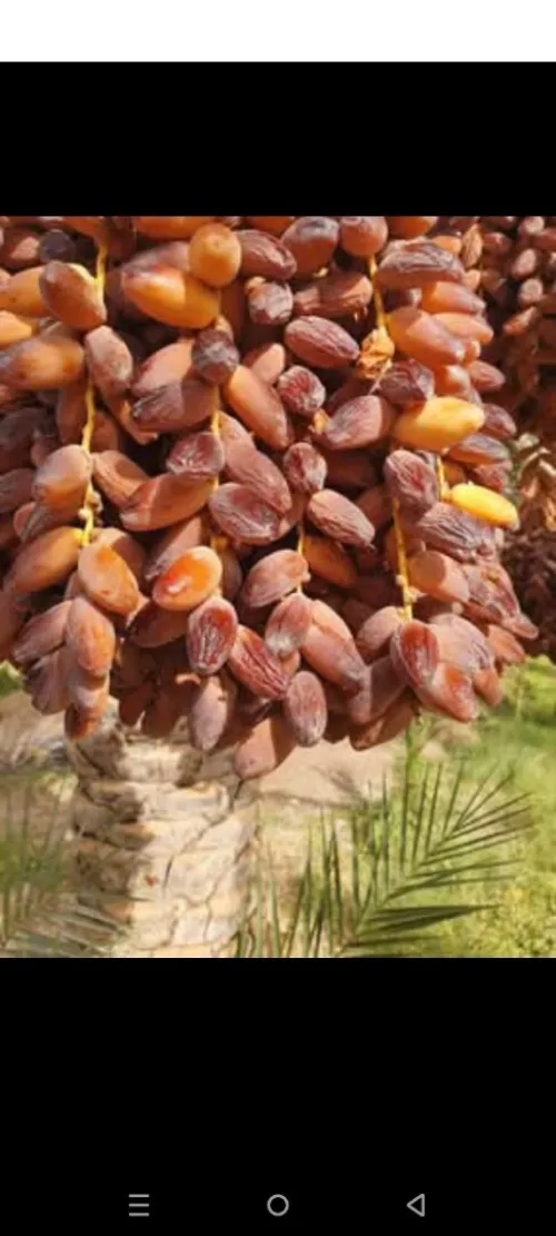 Vente Terrain Ouled Djellal Ouled Djellal