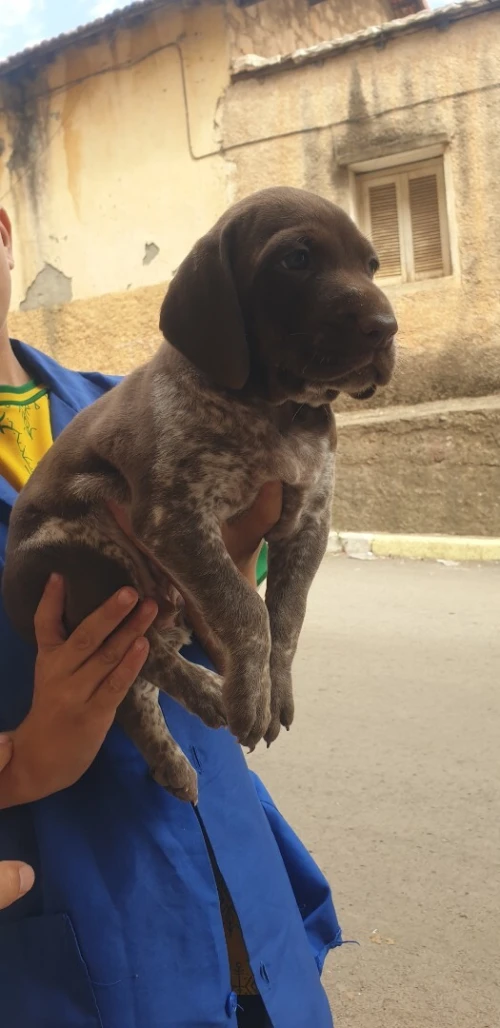Chien mâlenio et berek allemand 