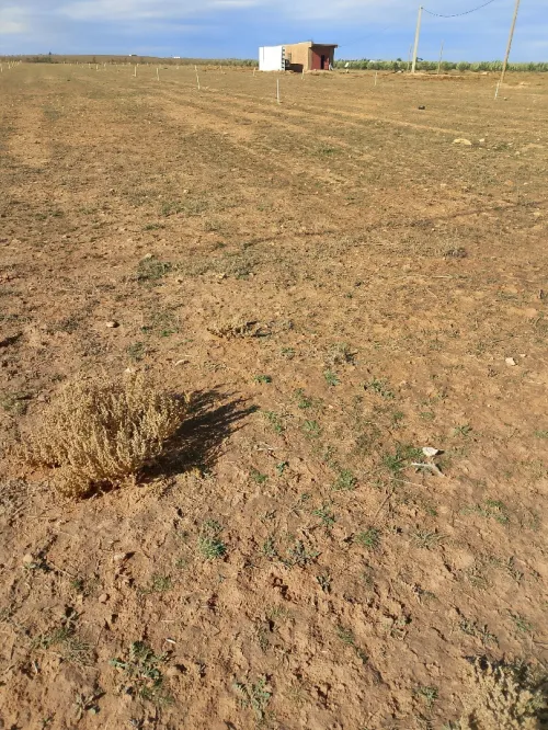 Vente Terrain Agricole Djelfa Bouira lahdab