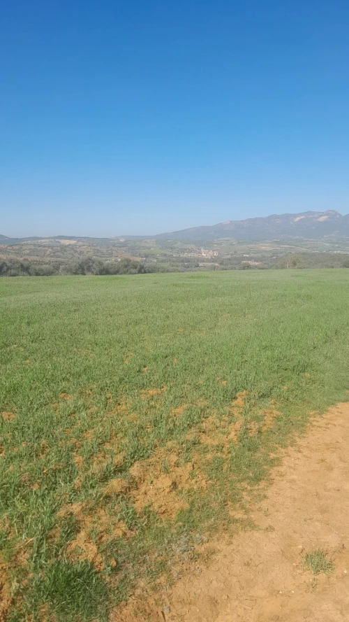 Vente Terrain Tipaza Meurad