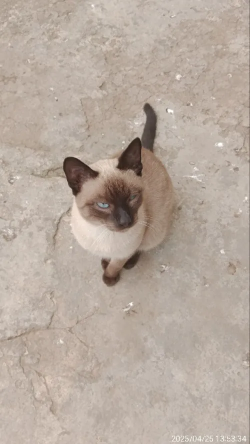 Un mal siamois
