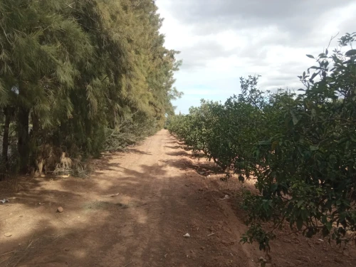 Vente Terrain Agricole Blida Chiffa