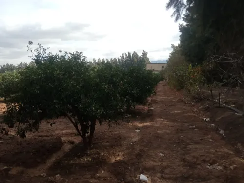 Vente Terrain Agricole Blida Chiffa