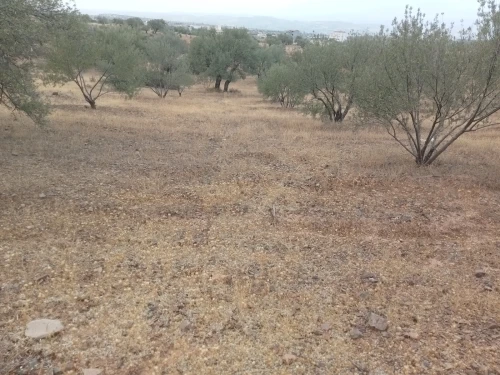 Vente Terrain Bouira El adjiba