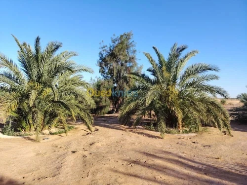 Vente Terrain Agricole Ouargla Hassi ben abdellah