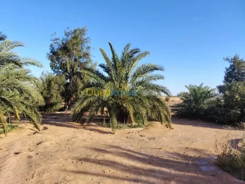 Vente Terrain Agricole Ouargla Hassi ben abdellah