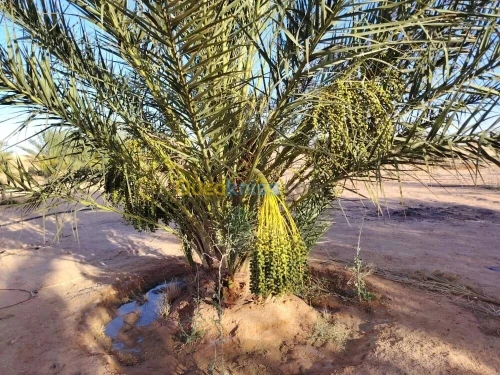 Vente Terrain Agricole Ouargla Hassi ben abdellah