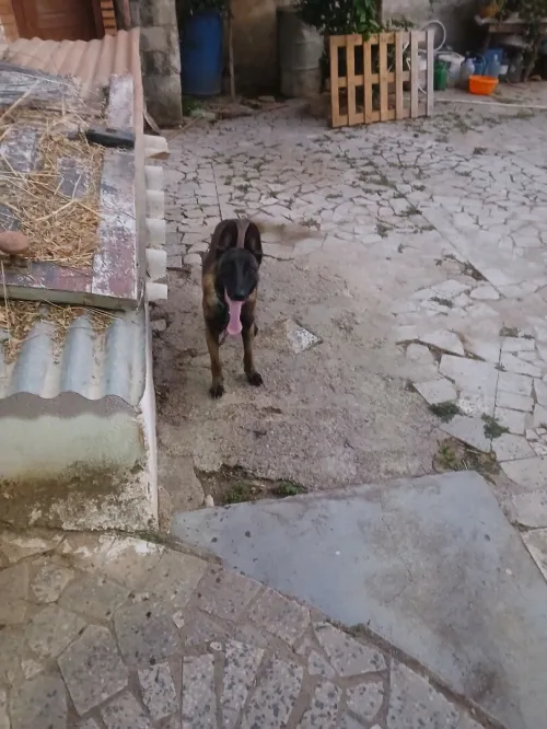 Mal malinois agressif age 2ans 