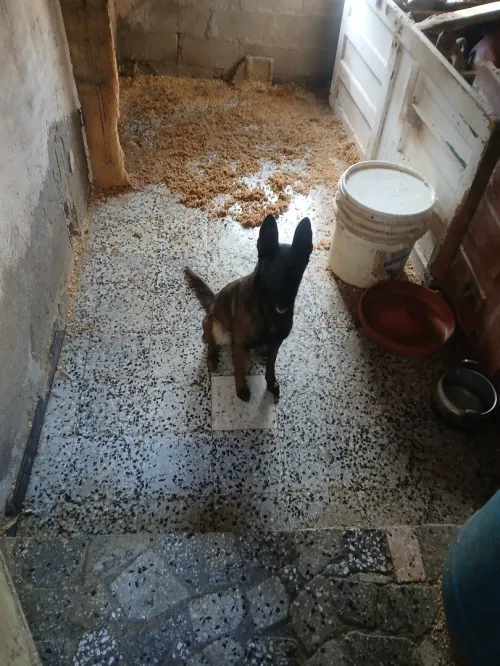 Femelle malinois 