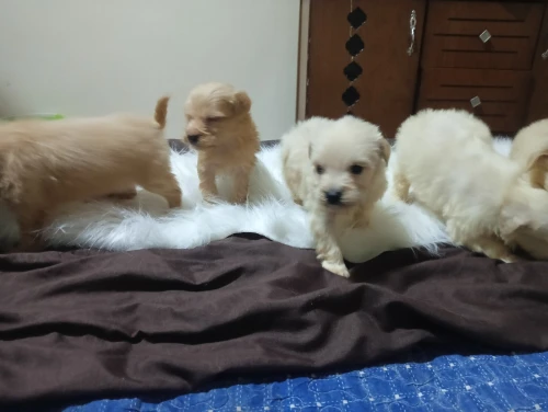 Caniche bichon