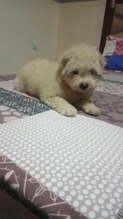 Caniche bichon frisé de race pure 