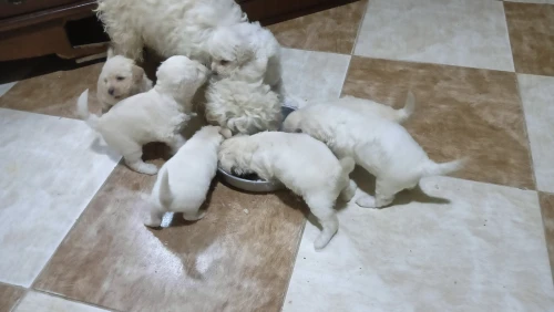 Caniche bichon