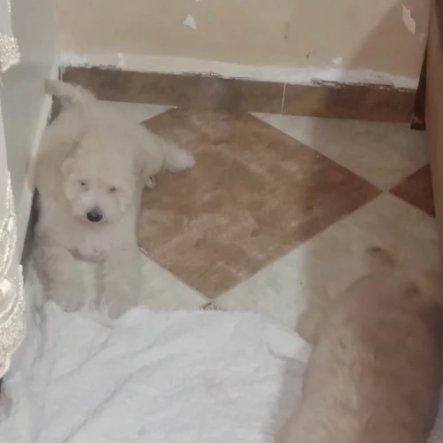 Caniche bichon frisé de race pure 
