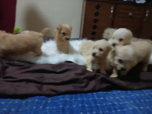 Caniche bichon